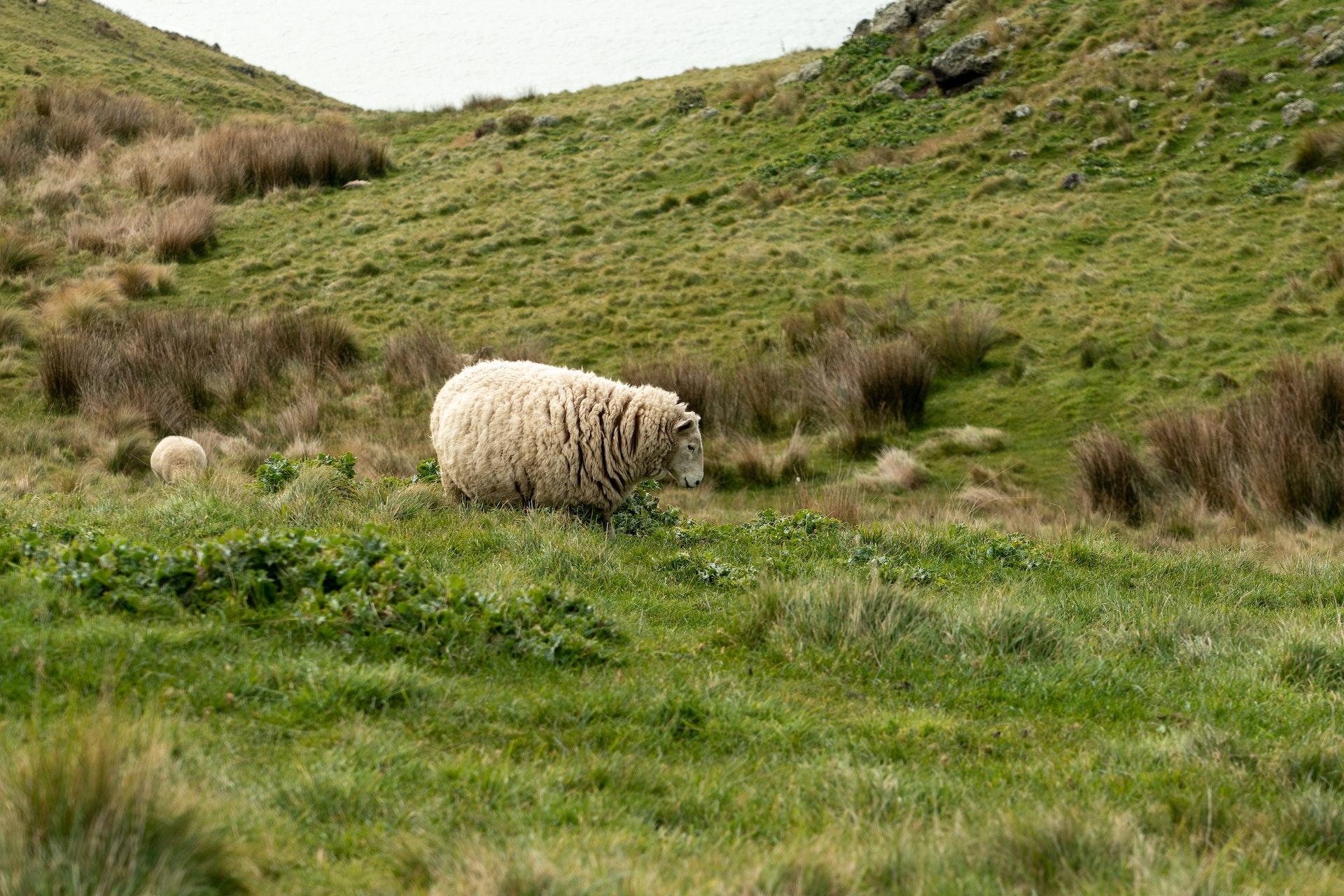 Merino Wool Blog